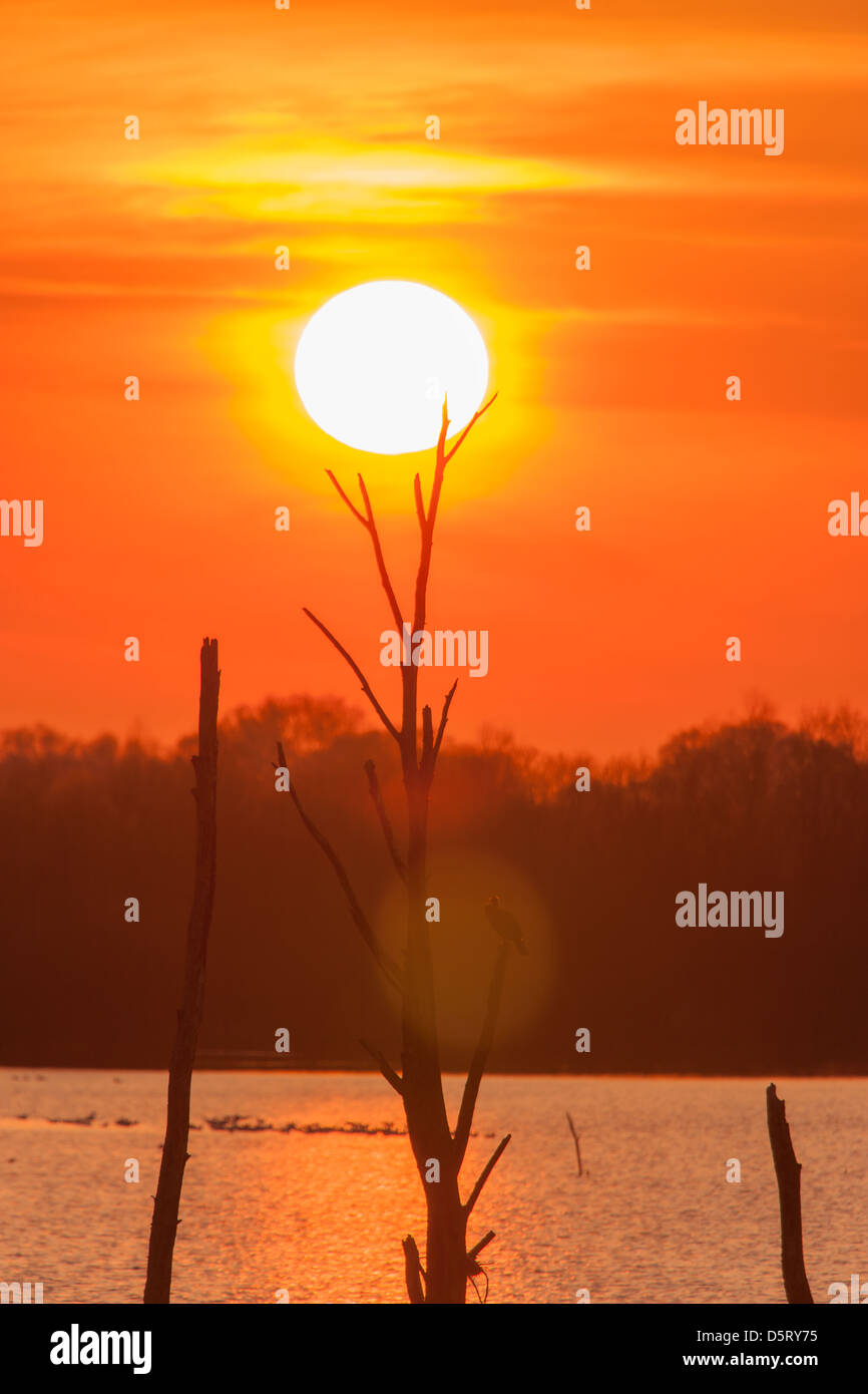 Il tramonto del vecchio lavorazioni di torba a Shapwick con lens flare evidenziazione di un cormorano sono ' appollaiati Foto Stock