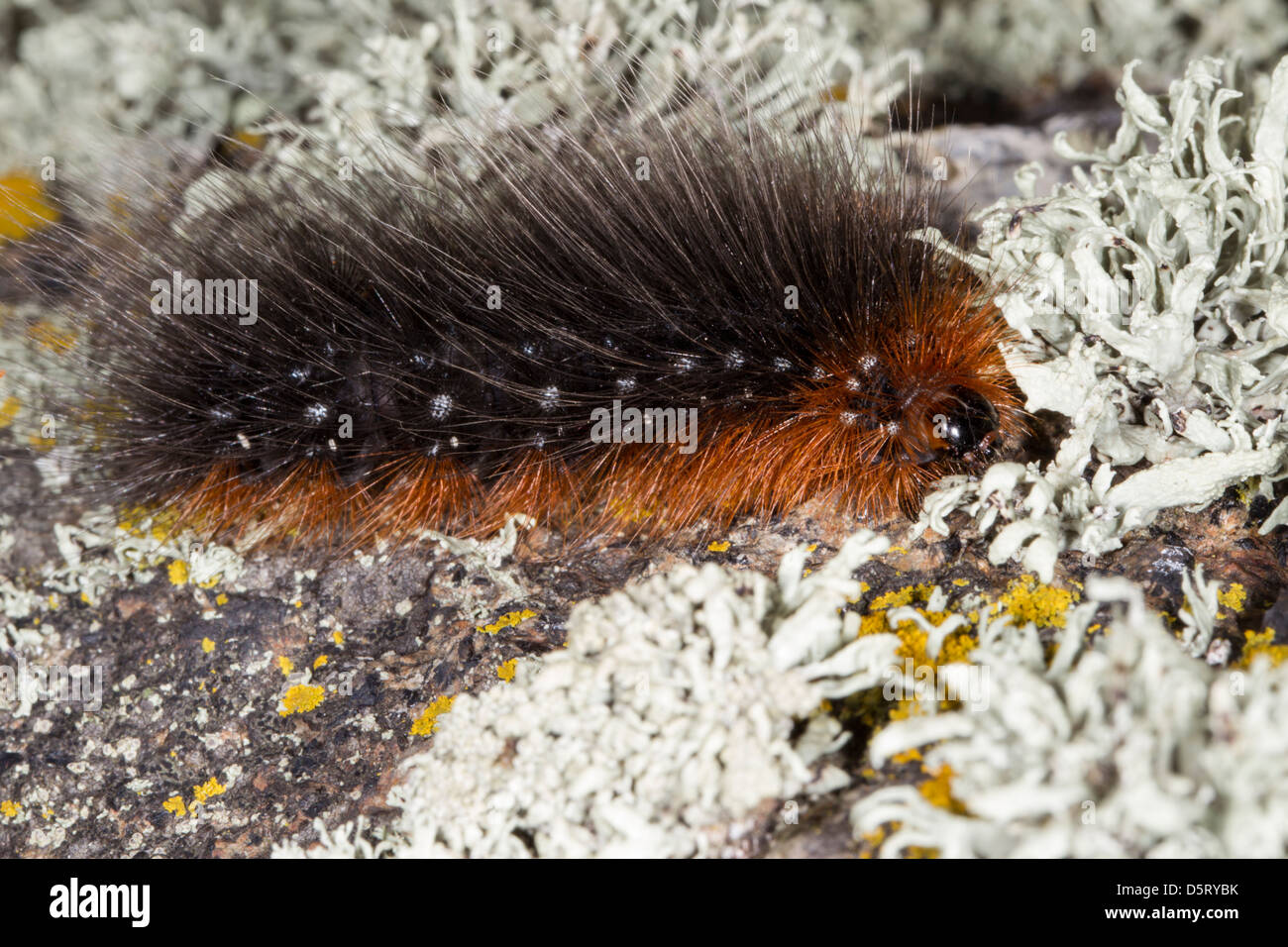 Arctia caja,Giardino tiger moth caterpillar su una roccia coperte di licheni Foto Stock