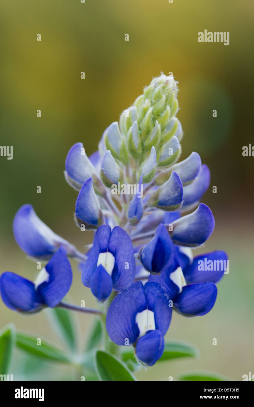Texas Bluebonne Lupinus texensis Foto Stock