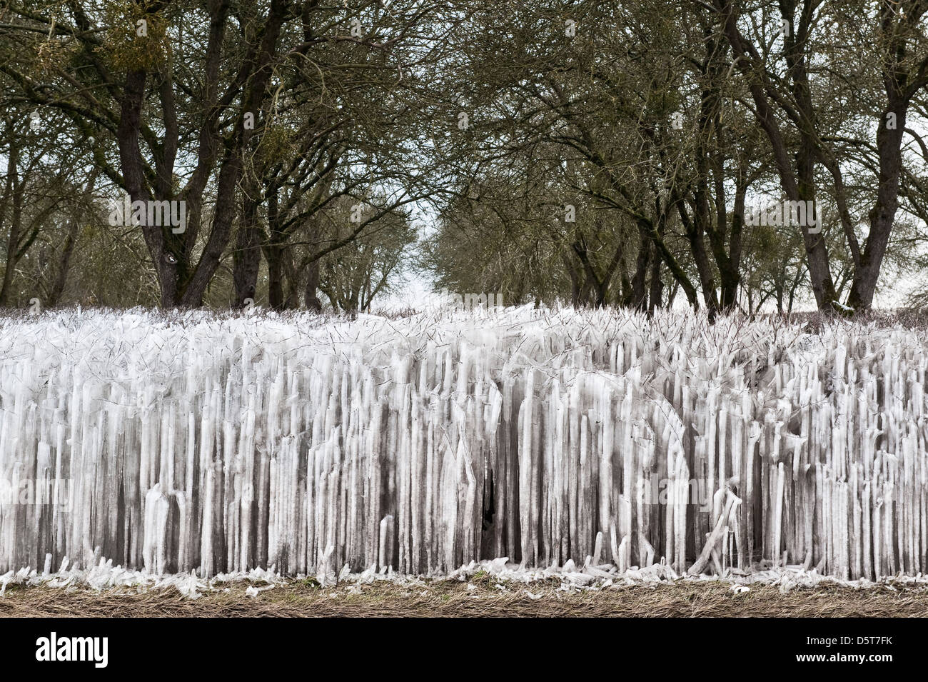 Le cicogne coprono una copertura di paese durante la tarda primavera fredda del 2013, Herefordshire, Regno Unito Foto Stock