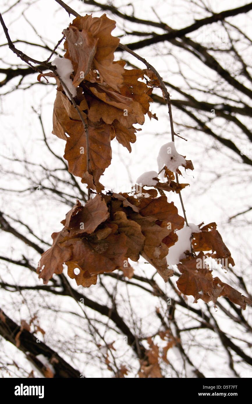 Marrone e secca foglie su un ramo di albero in snow close-up foto Foto Stock