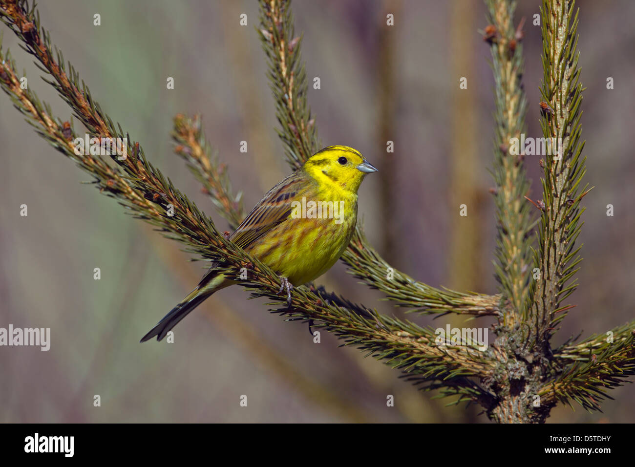 Zigolo giallo Emberiza citrinella arroccato su di inverno di conifere Foto Stock