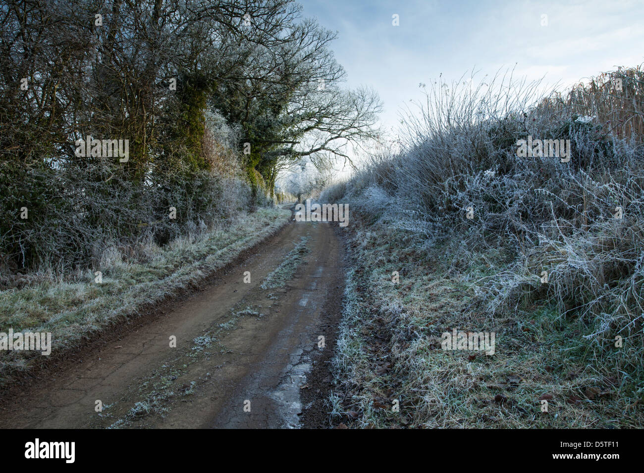 Una stretta e tortuosa strada di campagna con l'orlo e siepe rivestite di brina vicino Coton nel Northamptonshire, Inghilterra Foto Stock
