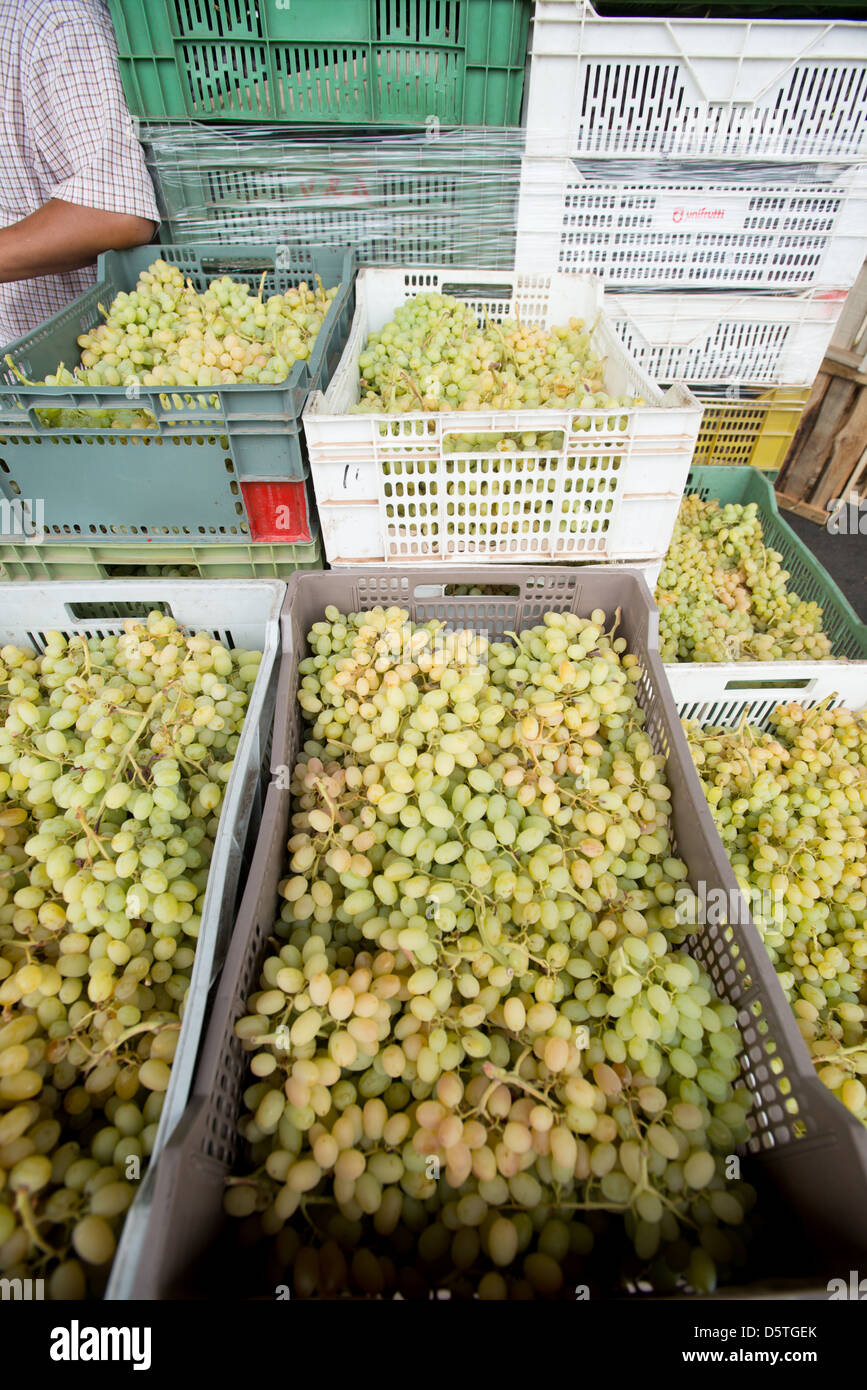Casse di uve presso lo Valledor centrale producono all'ingrosso mercato in Santiago del Cile Foto Stock