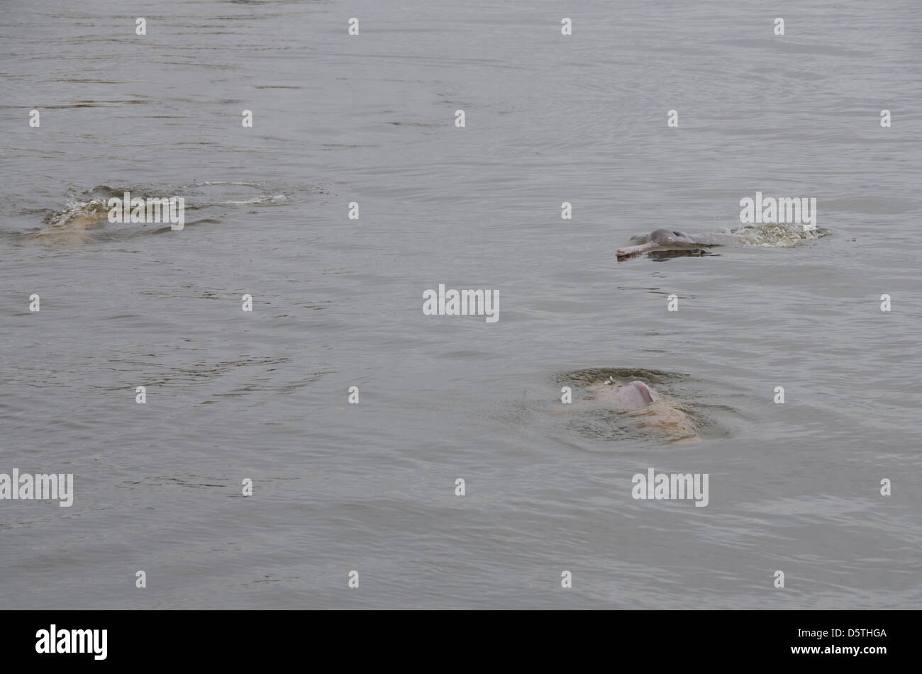 Il Brasile, Amazonas, Rio Tapajos, Santarem. Rosa di acqua dolce Amazon dolphin (WILD: geoffrensis Inia), specie in via di estinzione. Foto Stock