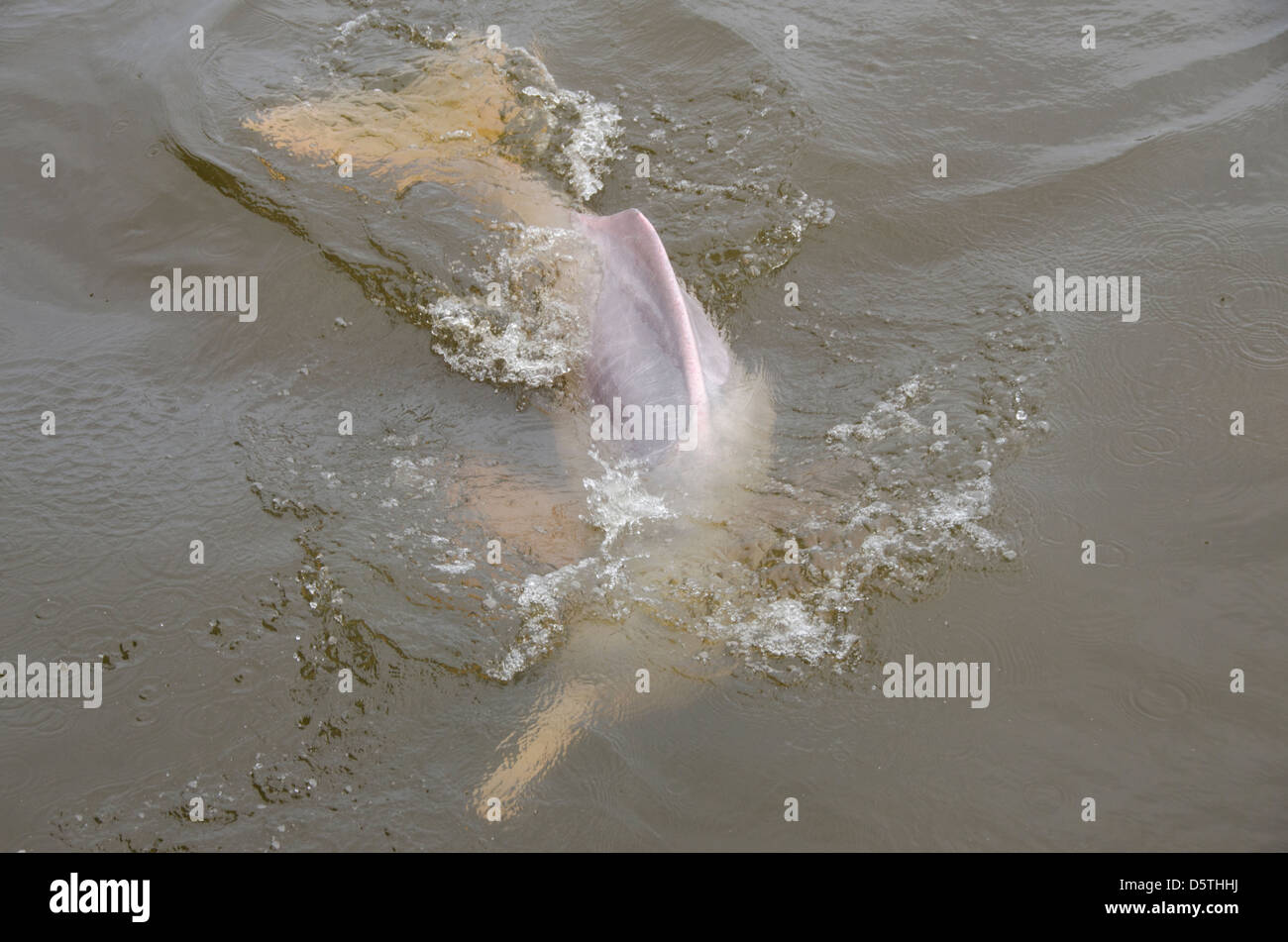 Il Brasile, Amazonas, Rio Tapajos, Santarem. Rosa di acqua dolce Amazon dolphin (WILD: geoffrensis Inia), specie in via di estinzione. Foto Stock