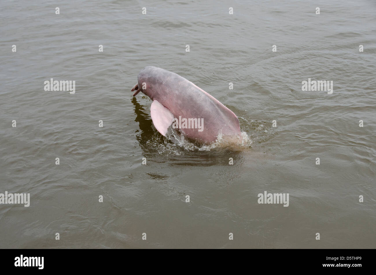 Il Brasile, Amazonas, Rio Tapajos, Santarem. Rosa di acqua dolce Amazon dolphin (WILD: geoffrensis Inia), specie in via di estinzione. Foto Stock