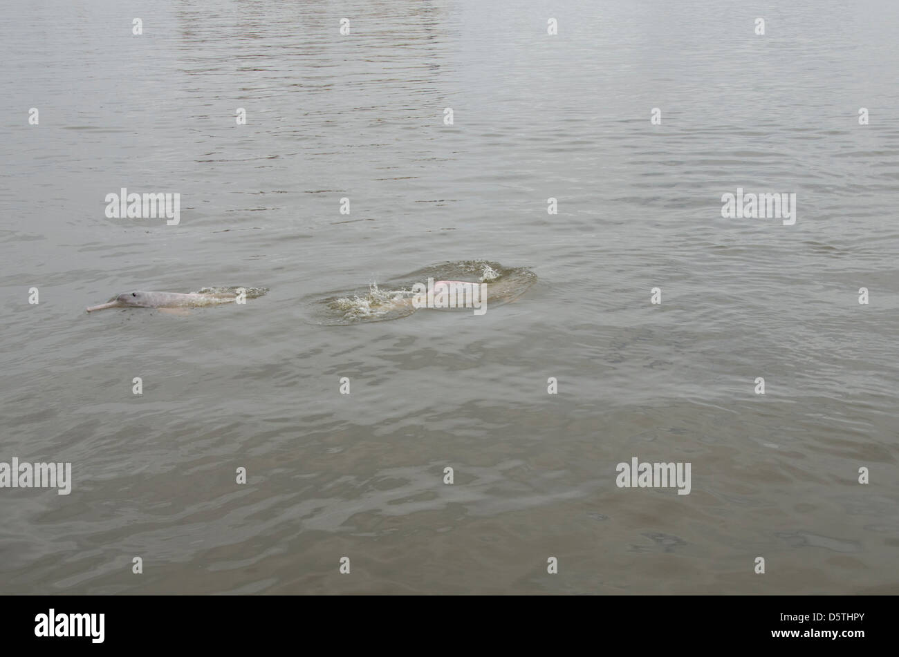 Il Brasile, Amazonas, Rio Tapajos, Santarem. Rosa di acqua dolce Amazon dolphin (WILD: geoffrensis Inia), specie in via di estinzione. Foto Stock