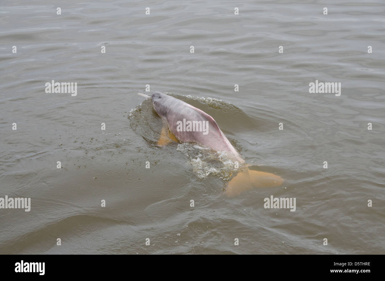 Il Brasile, Amazonas, Rio Tapajos, Santarem. Rosa di acqua dolce Amazon dolphin (WILD: geoffrensis Inia), specie in via di estinzione. Foto Stock