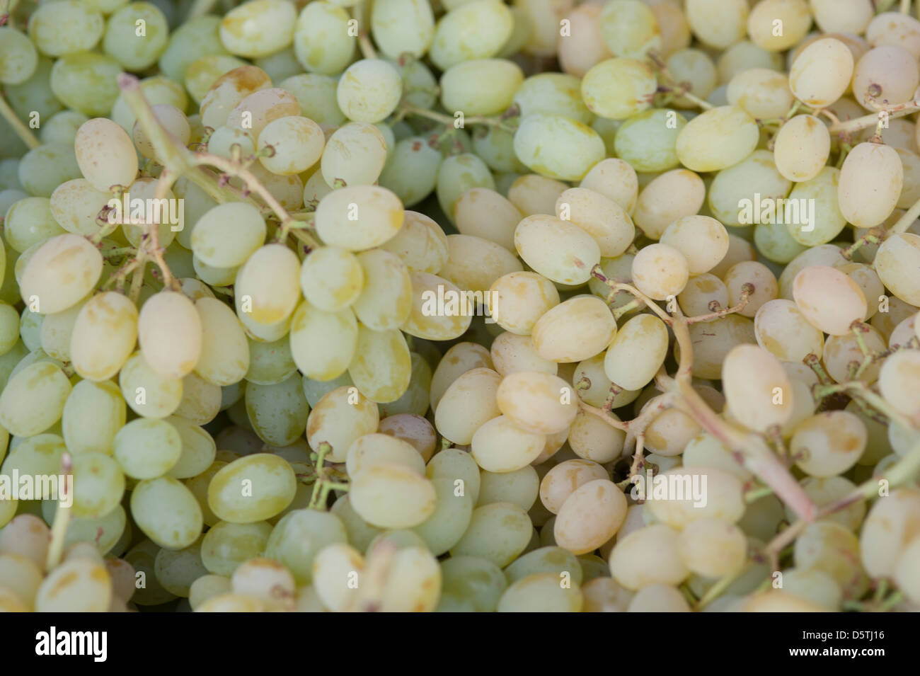 Le uve presso lo Valledor centrale producono all'ingrosso mercato in Santiago del Cile Foto Stock