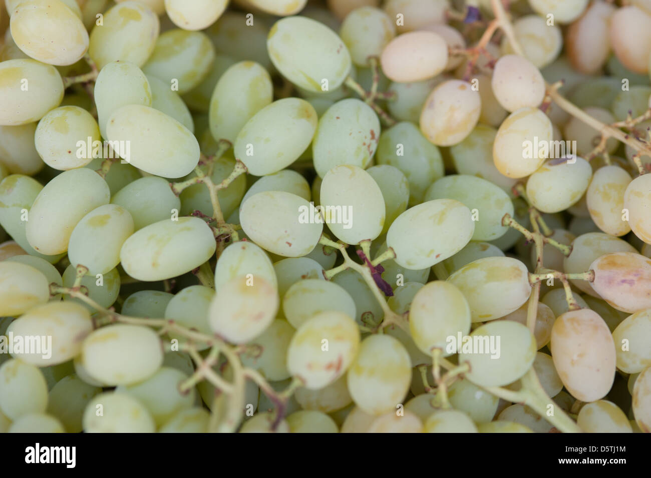 Le uve presso lo Valledor centrale producono all'ingrosso mercato in Santiago del Cile Foto Stock