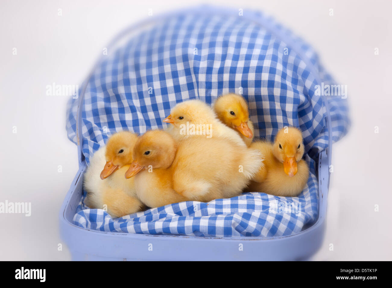 Nuovi anatroccoli domestici Aylesbury Foto Stock