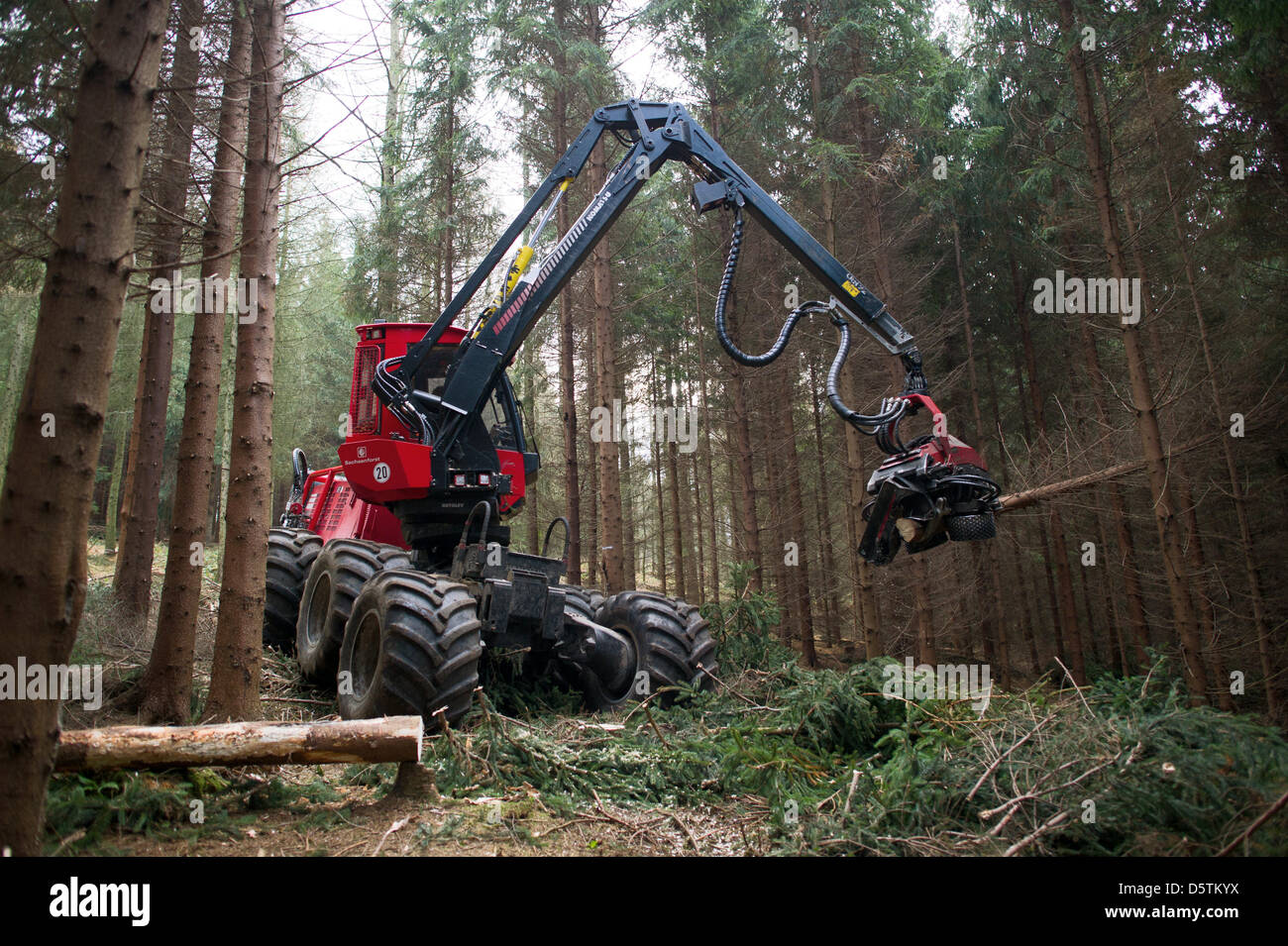 Una trincia semovente, una registrazione speciale vehichle per abbattimento delimbing e strappi alberi, tagli giù un abete durante il raccolto di legname dalla Stato della Sassonia Servizio Forestale nella foresta Unger quartiere vicino a Neustadt, Germania, 26 novembre 2012. Intorno a 1,5 ettari e 10 percento dell'area del distretto di foresta sarà assottigliata secondo piano. Quasi 80.000 metri cubi di legno con una val Foto Stock