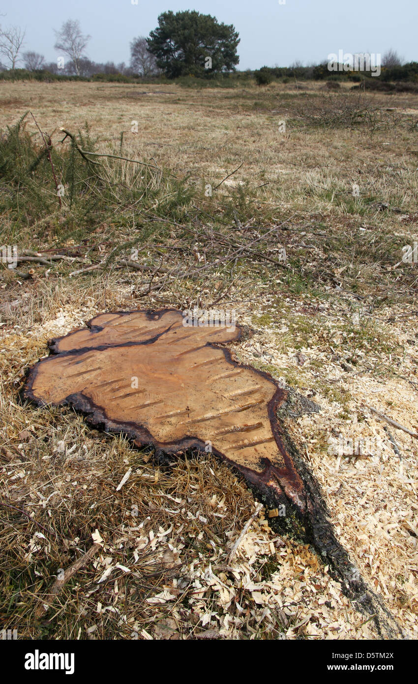 Moncone fresco di betulla albero abbattuto per impedire la successione ecologica e di mantenere la brughiera ecosistema in Walberswick Suffolk Foto Stock