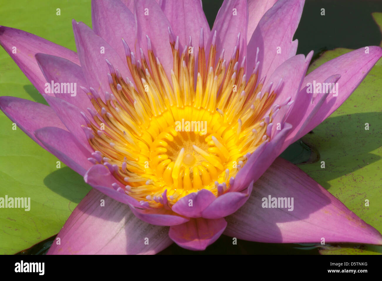 Blooming lotus flower mercoledì serbatoio del culto della Thailandia Foto Stock