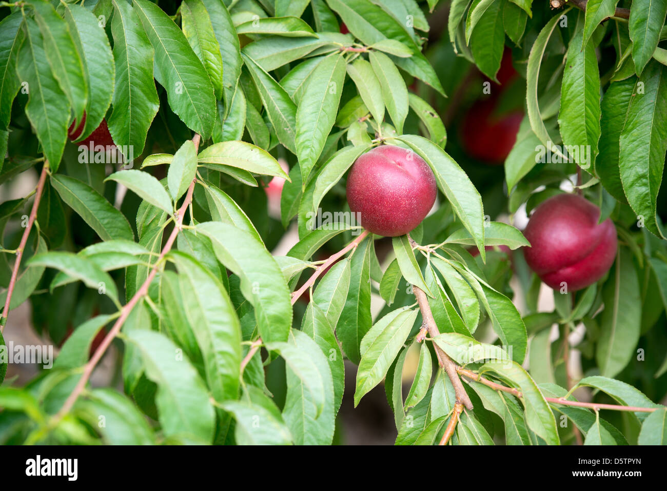 Prugna alberi su un azienda frutticola in Cile America del Sud Foto Stock