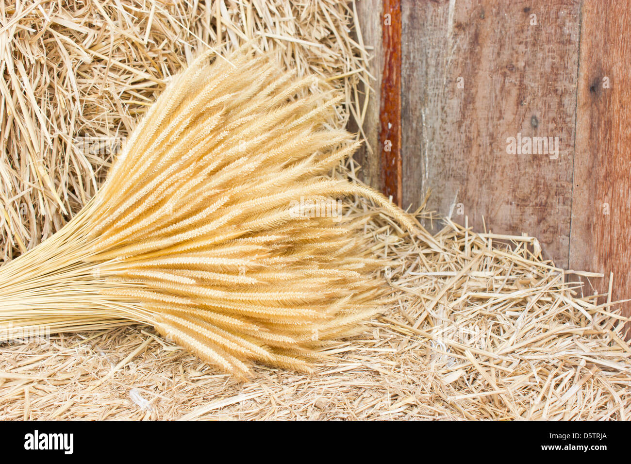 Un covone di grano sul fieno. Foto Stock