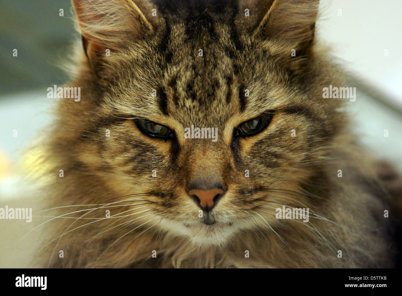 Carino gattino faccia occhi baffi Peli orecchie naso Foto Stock