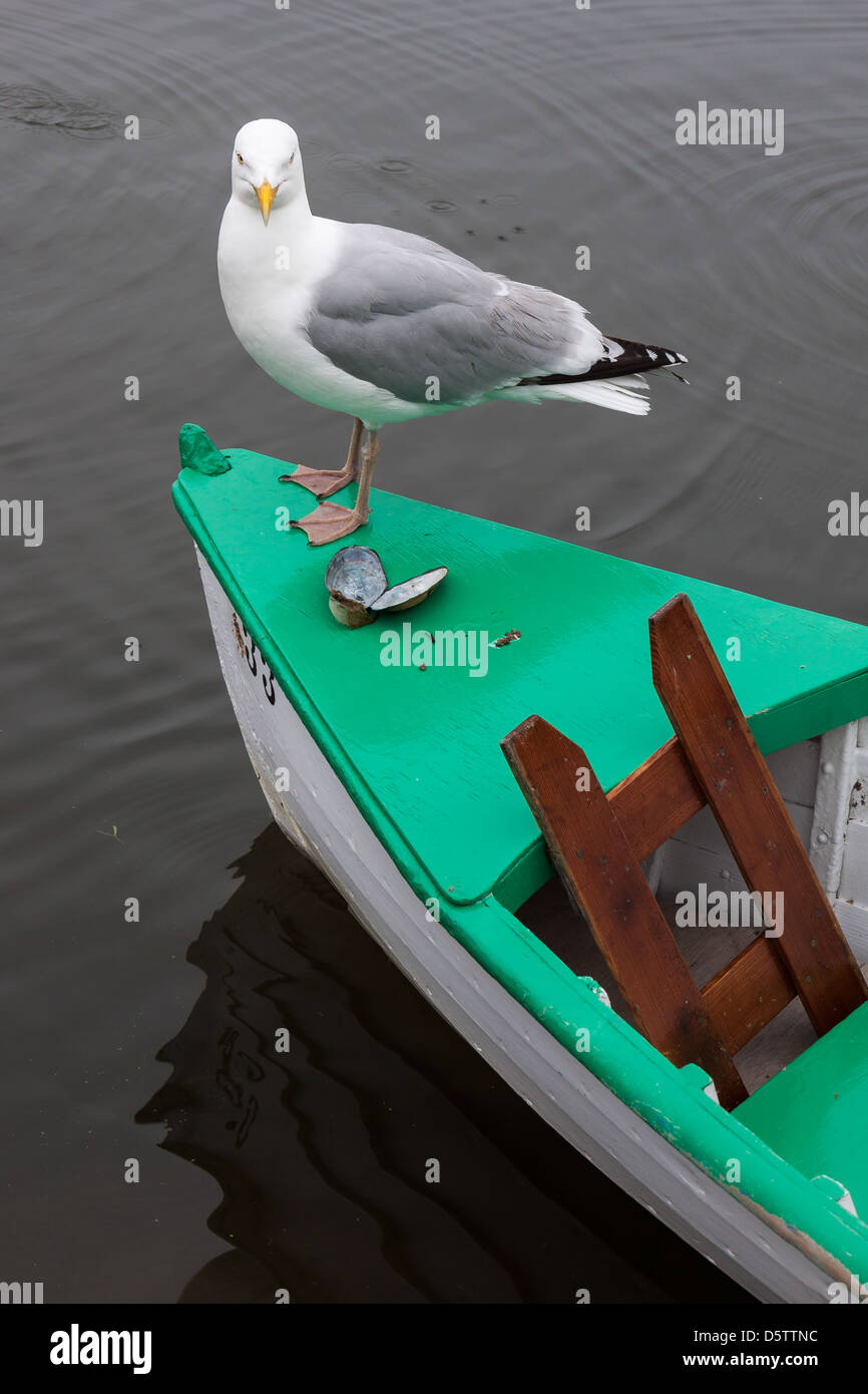 Aringa Gabbiano appollaiato sul lato di una barca a remi Foto Stock