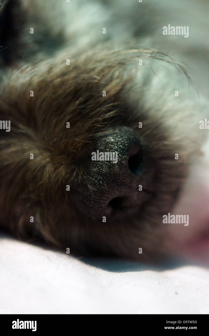 Cucciolo di cane naso viso capelli bianco marrone Foto Stock
