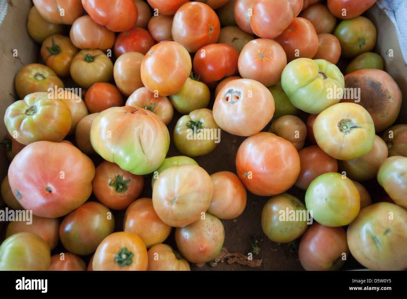 La produzione di pomodori e di smistamento su una farm di pomodoro in Rancagua, Cile Foto Stock