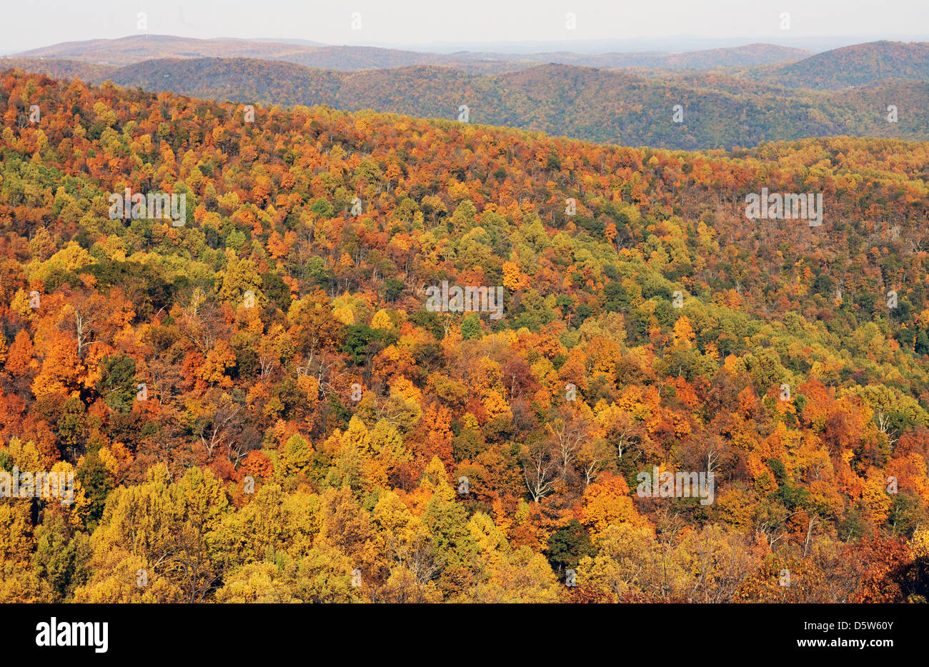 Caduta Skyline Drive Shenandoah National Park in Blue Ridge Mountains della Virginia, Autunno in Blue Ridge Mountains,foglie di autunno, Foto Stock