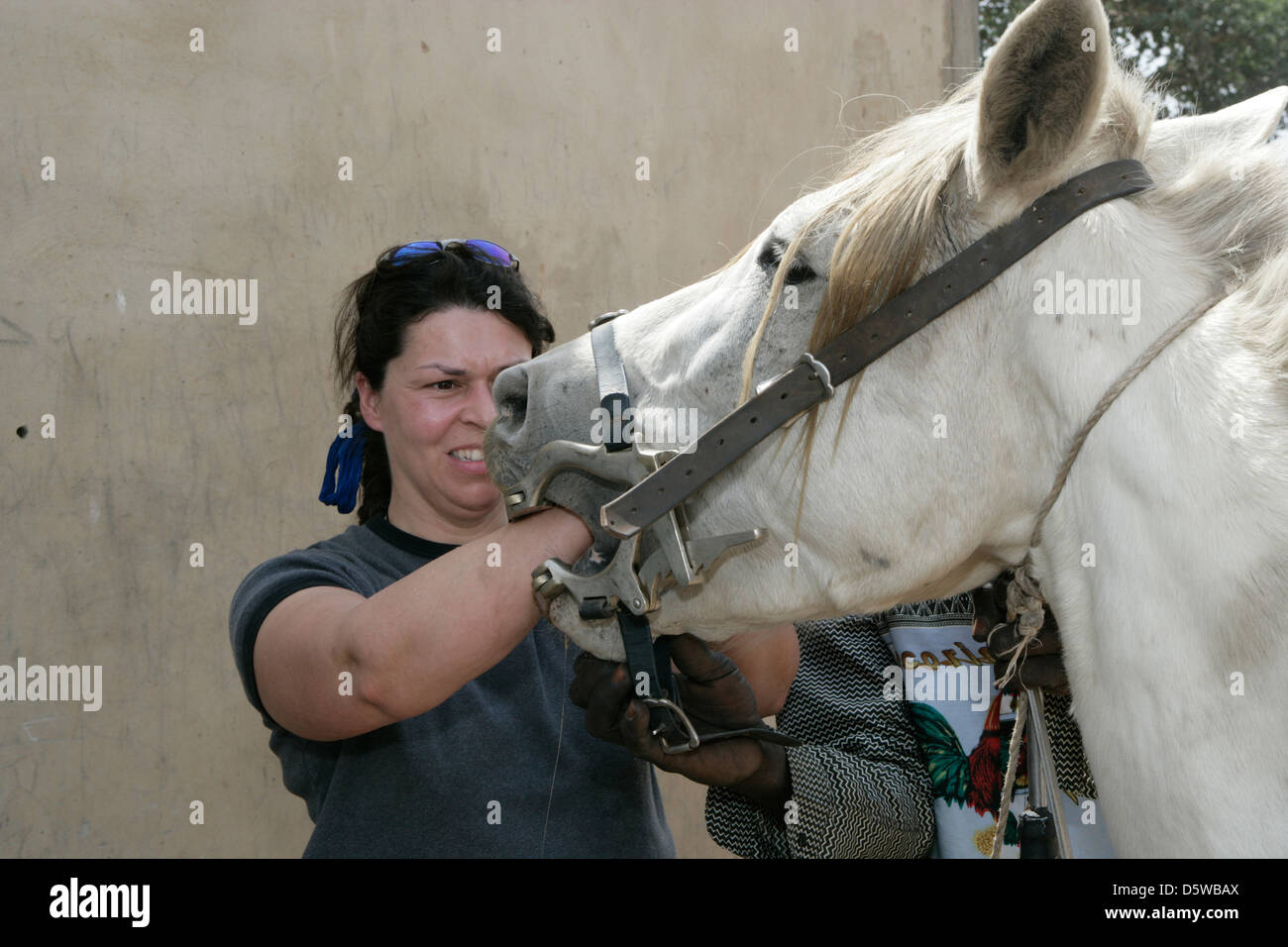 Gambia: veterinario di lavoro "Gambia cavallo & asino Trust' / lavori dentali Foto Stock