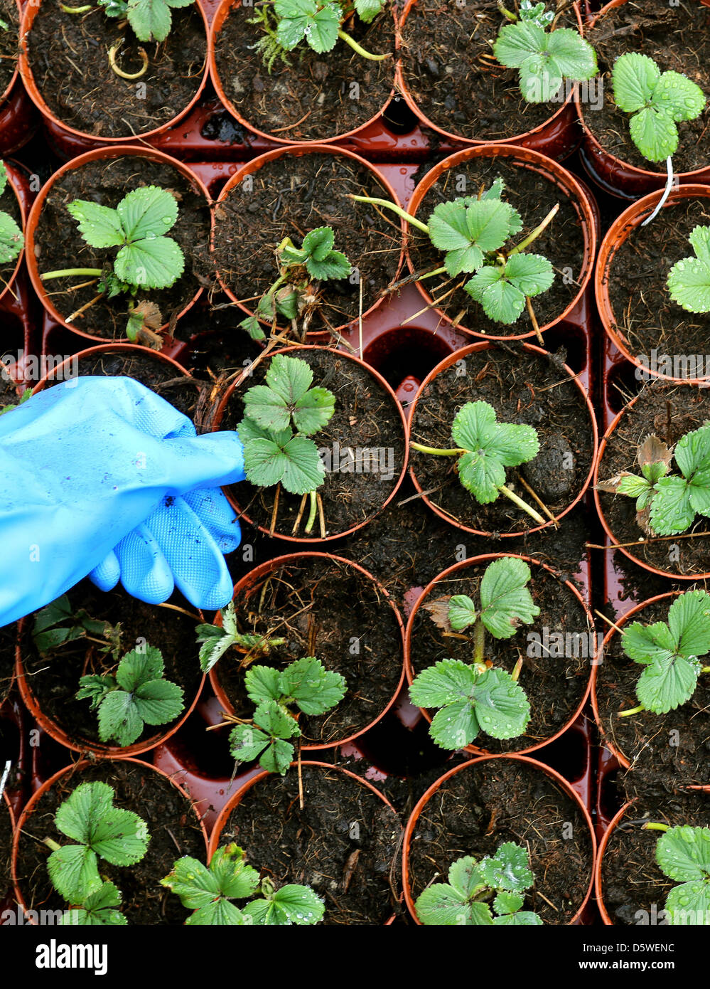 Margret Schiffer si muove intorno a vasi di piccolo piante di fragola nella sua serra in Sonsbeck, Germania, 09 aprile 2013. Il piccolo piante sono destinate ad essere vendute a giardino vivaio e sono circa tre settimane dietro nella loro crescita. Foto: Roland Weihrauch Foto Stock