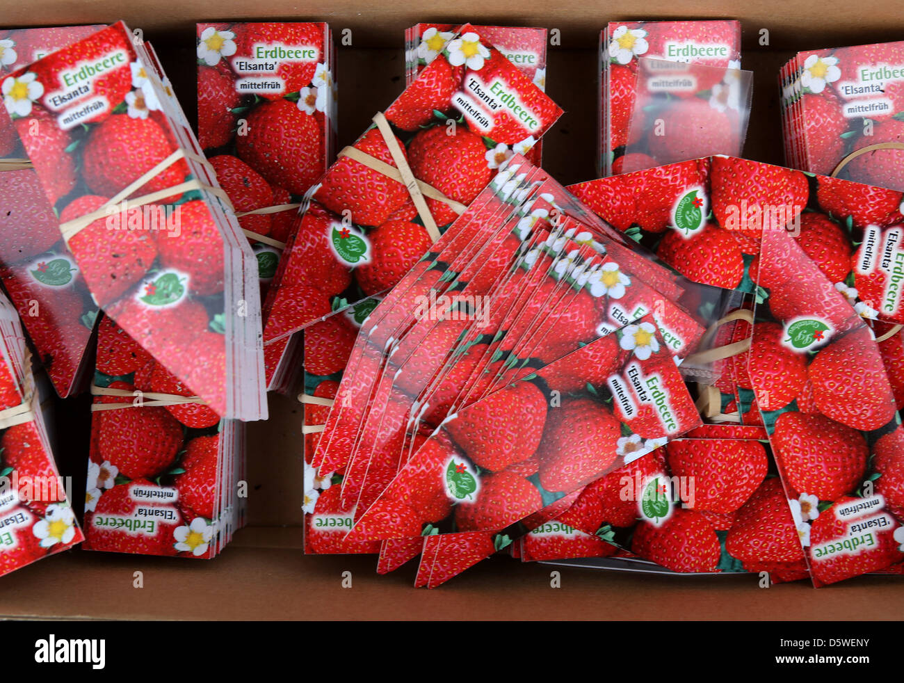 Etichette per piante di fragola sedersi in una scatola in Margret Schiffer la serra in Sonsbeck, Germania, 09 aprile 2013. Il piccolo piante sono destinate ad essere vendute a giardino vivaio e sono circa tre settimane dietro nella loro crescita. Foto: Roland Weihrauch Foto Stock