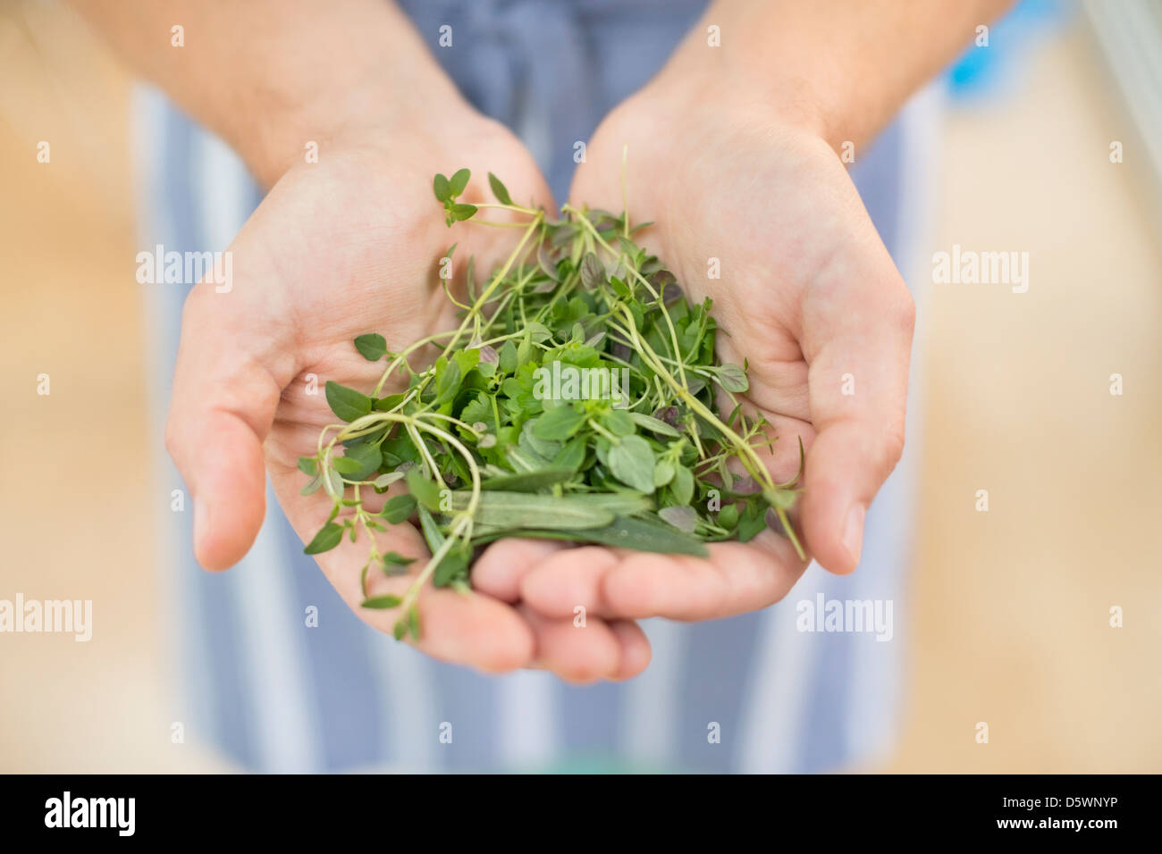 Mani mazzetto di erbe Foto Stock