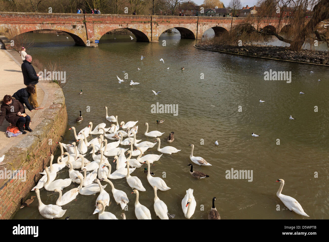 Persone alimentando i cigni sul fiume Avon da tram ponte a Stratford-upon-Avon, Warwickshire, Inghilterra, Regno Unito, Gran Bretagna Foto Stock