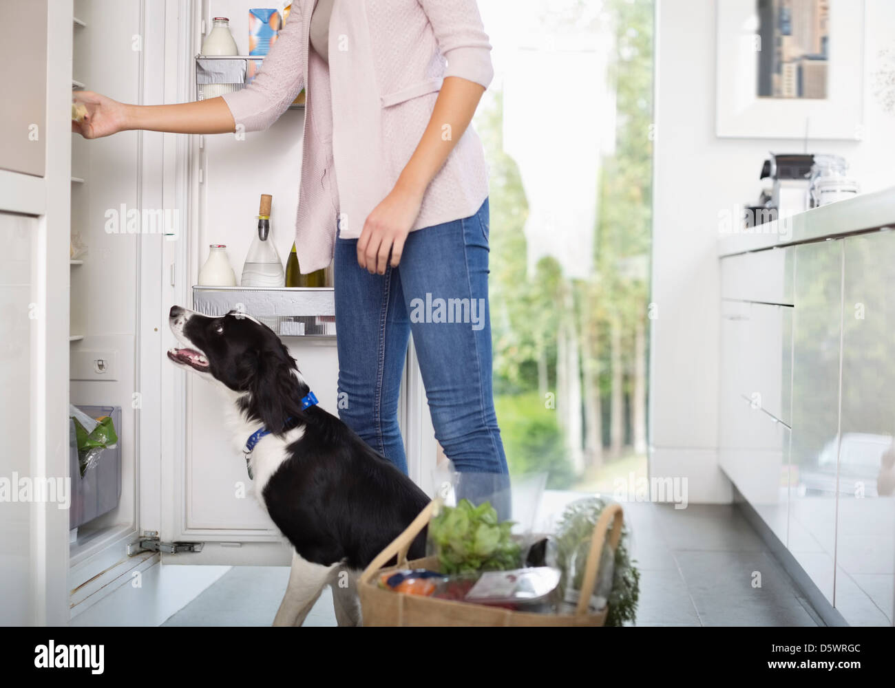 Cane Elemosinare il cibo in frigo aperta Foto Stock