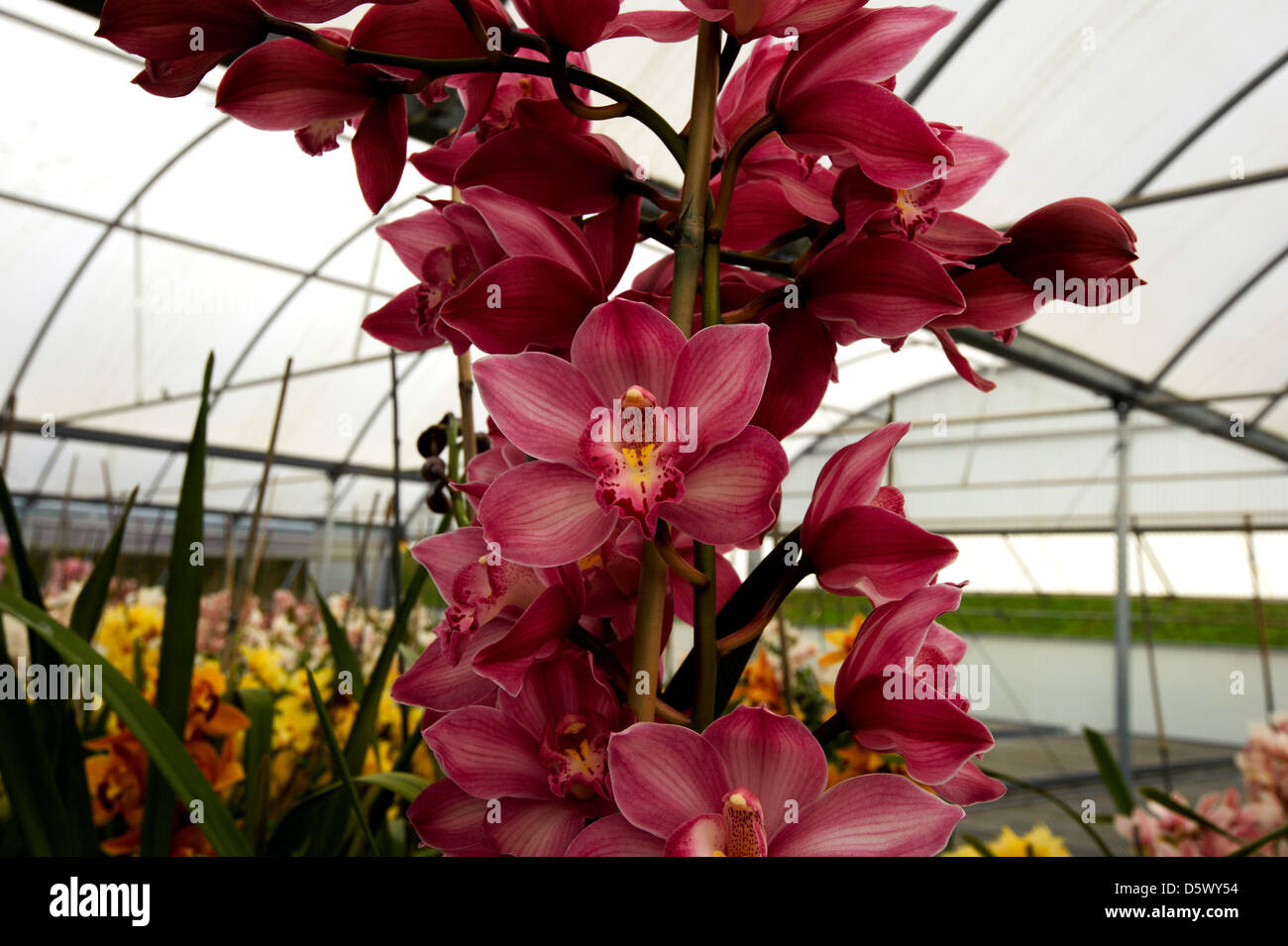 Cymbidium orchidee in serra a i campi di fiori in Carlsbad Foto Stock