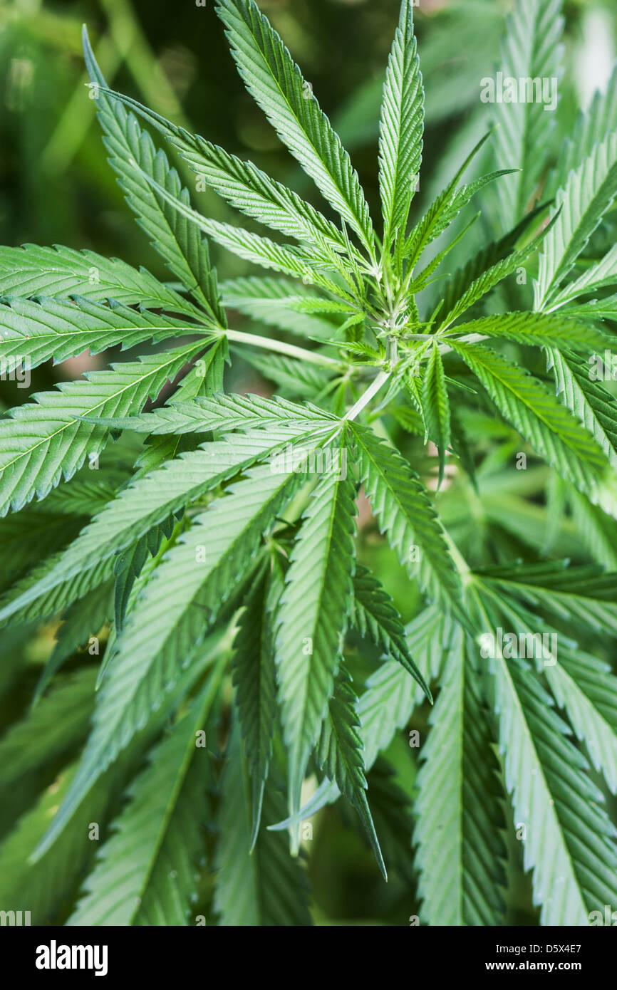 Dettaglio di un campo di canapa coltivate per le fibre Foto Stock