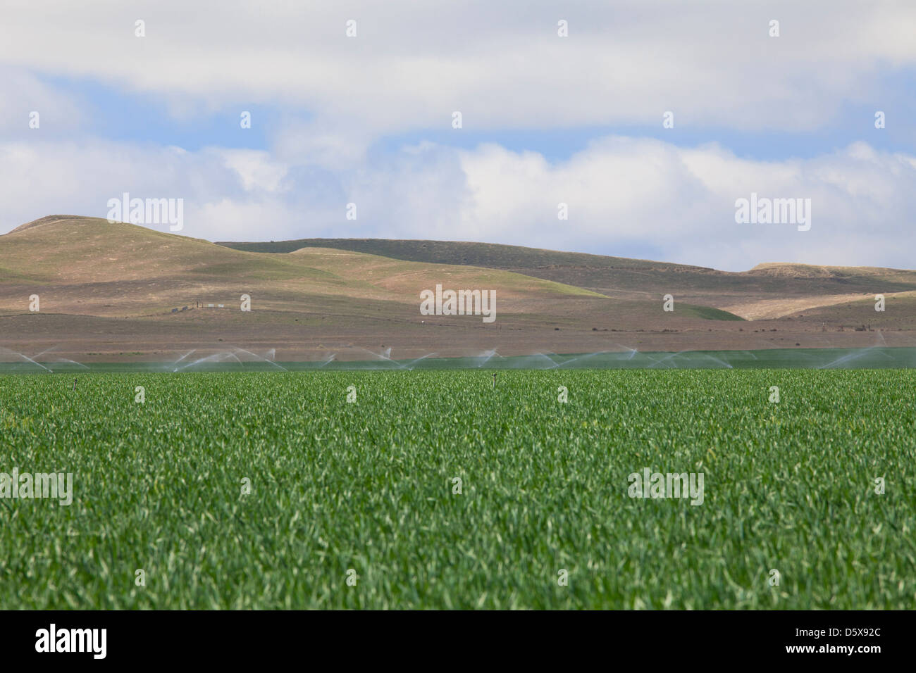 L'irrigazione delle colture in San Joaquin Valley. Fresno County, California, Stati Uniti d'America Foto Stock