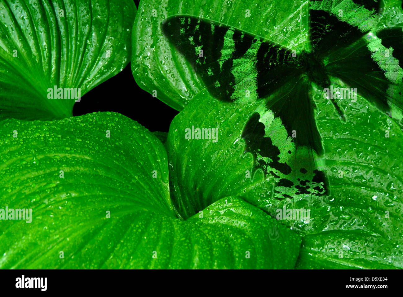 verde Foto Stock