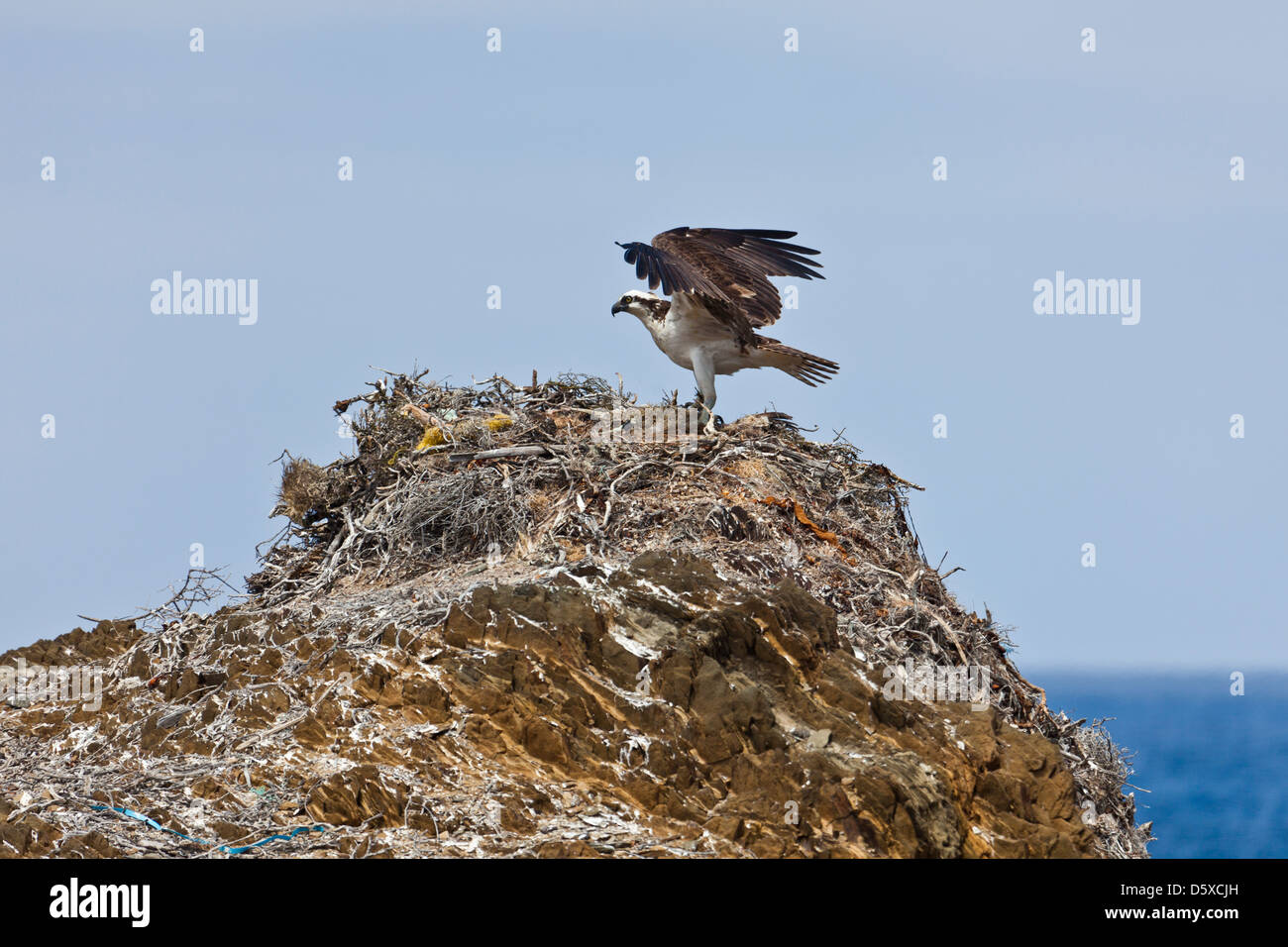 Un Osprey, Pandion haliaetus, terre sul suo nido alta impilati su una spiaggia di Isla San Benito Oueste, off Baja California, Messico. Foto Stock