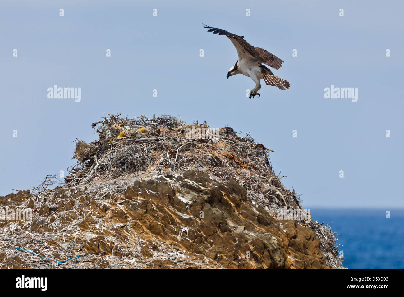 Un Osprey, Pandion haliaetus, terre sul suo nido alta impilati su una spiaggia di Isla San Benito Oueste, off Baja California, Messico. Foto Stock