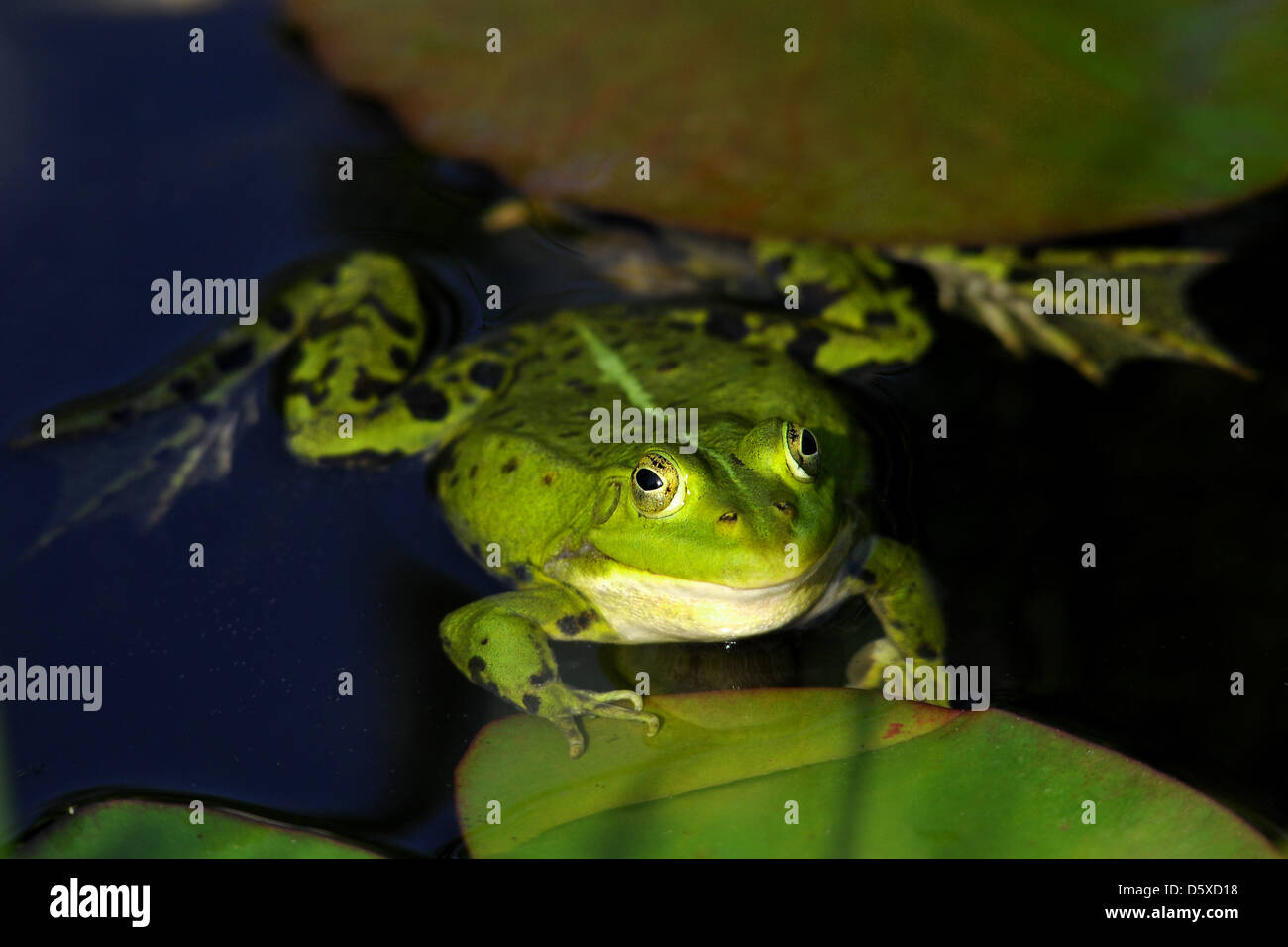 Frog Pond Foto Stock