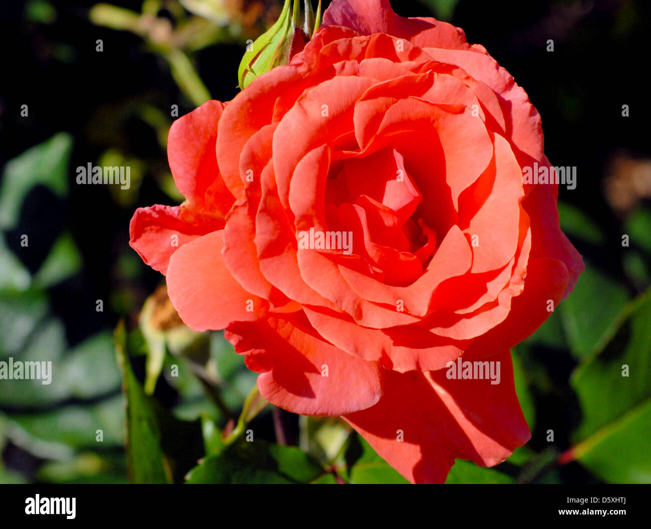 Rosa "Cuthbert concedere l' 'Cuthbert concedere l' rosa ad arbusto Foto Stock