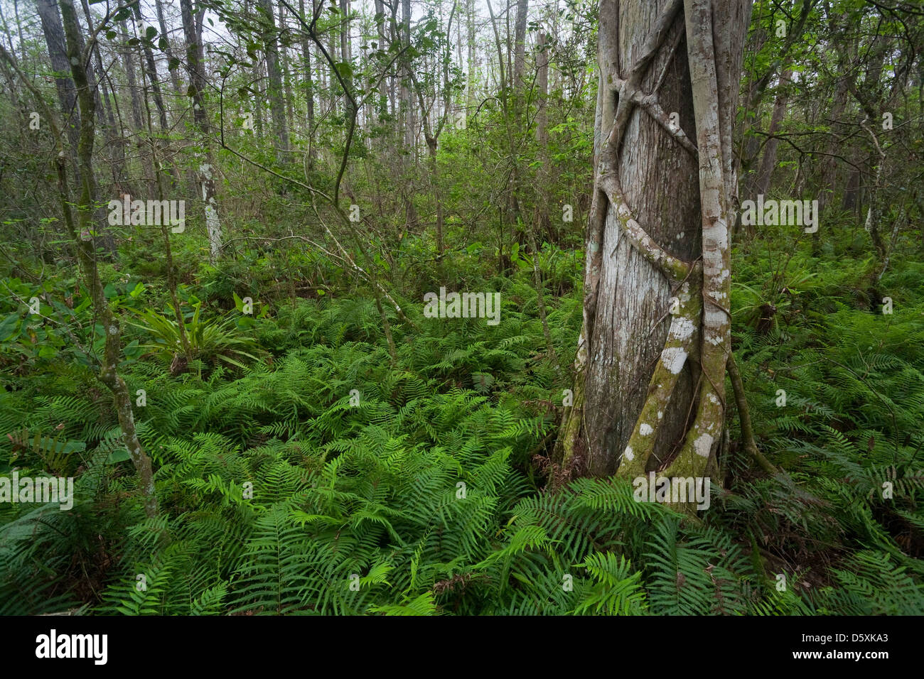 Cipresso calvo TREE (Taxodium distichum) con STRANGLER FIG (Ficus aurea), cavatappi palude Santuario Audubon, Florida, Stati Uniti d'America. Foto Stock