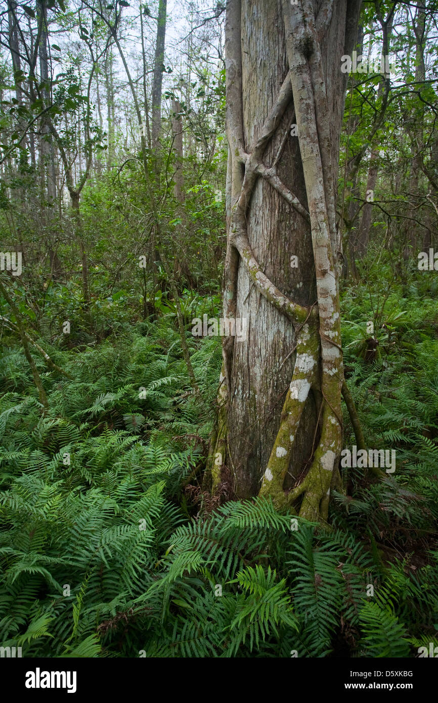 Cipresso calvo TREE (Taxodium distichum) con STRANGLER FIG (Ficus aurea), cavatappi palude Santuario Audubon, Florida, Stati Uniti d'America. Foto Stock