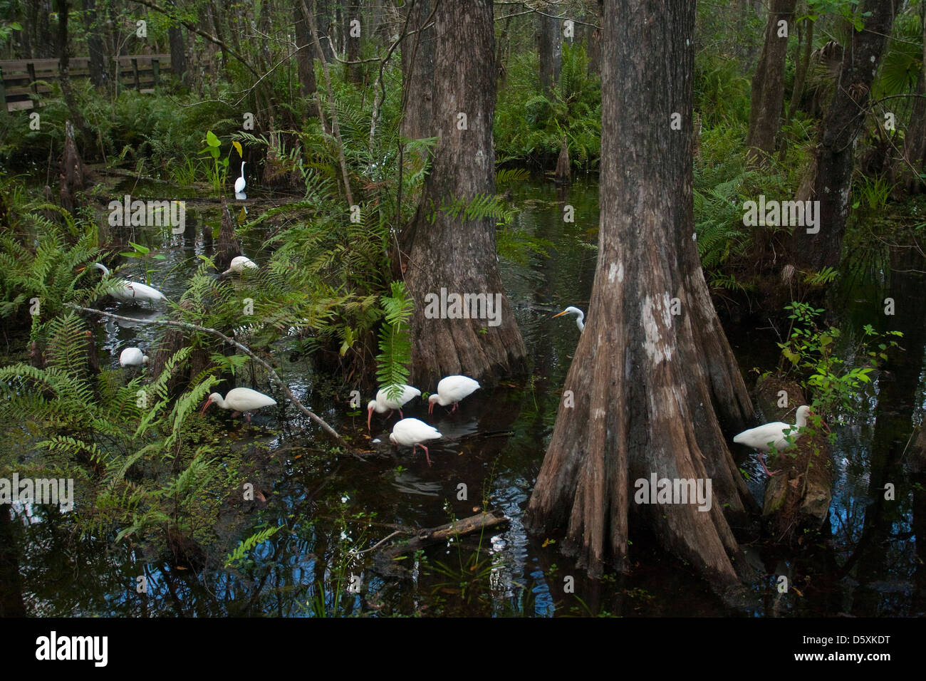 Americano bianco IBIS e grande airone bianco alimentazione nella palude, sei miglia Cypress Slough preservare, Fort Myers, Florida, Stati Uniti d'America. Foto Stock