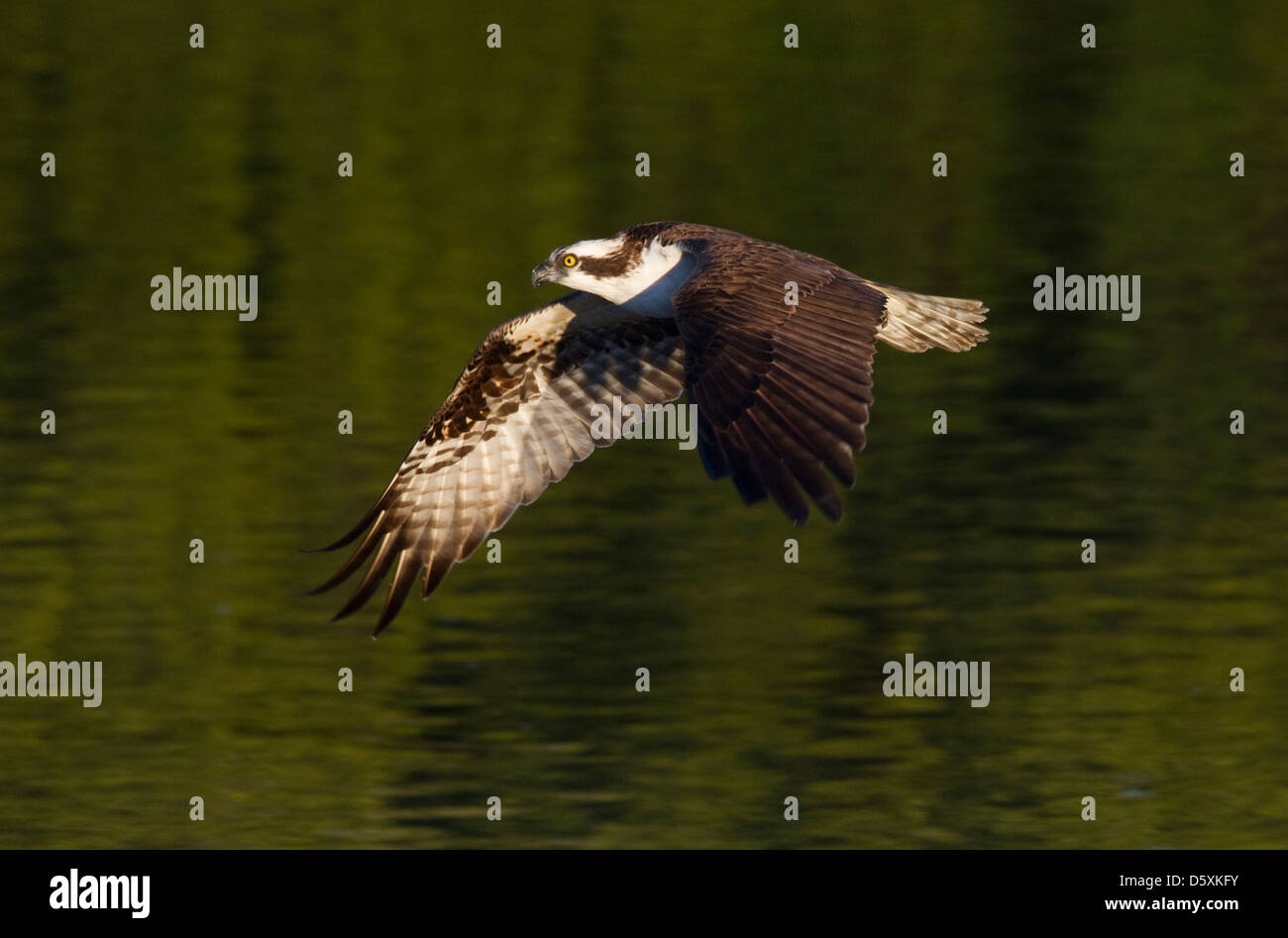 Falco pescatore (Pandion haliaetus) in volo, J. N. Ding Darling National Wildlife Refuge, Sanibel Island, Florida, Stati Uniti d'America. Foto Stock