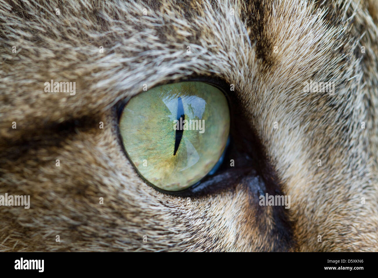 Il gatto domestico EYE Foto Stock