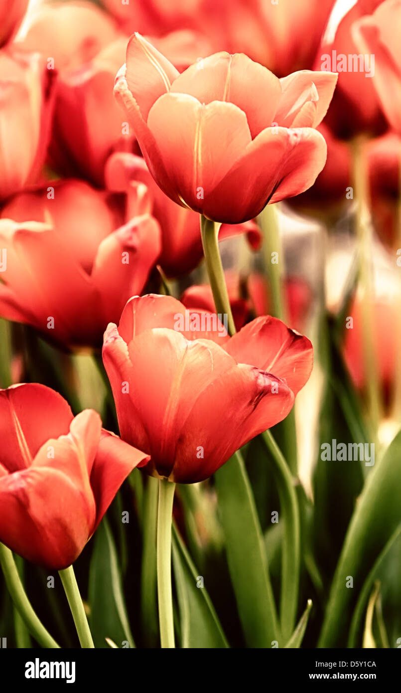 I tulipani in artistiche colori pastello close up Foto Stock