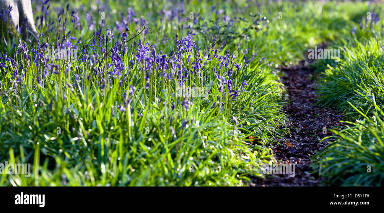 Bluebells con sentiero boschivo close up Foto Stock