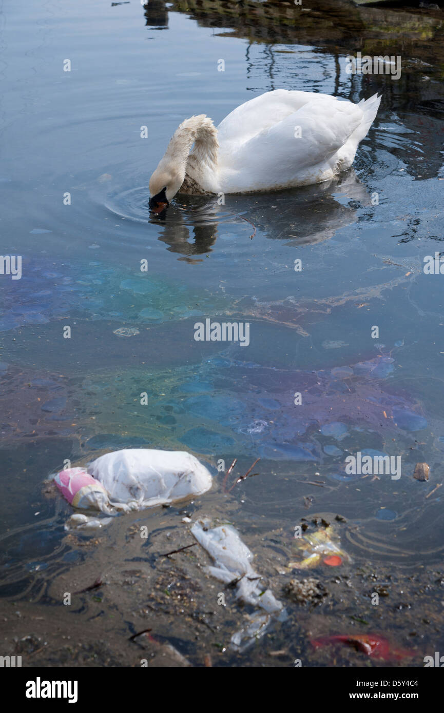 Swan alimentando in acqua inquinata che è piena di lettiera e olio Foto Stock