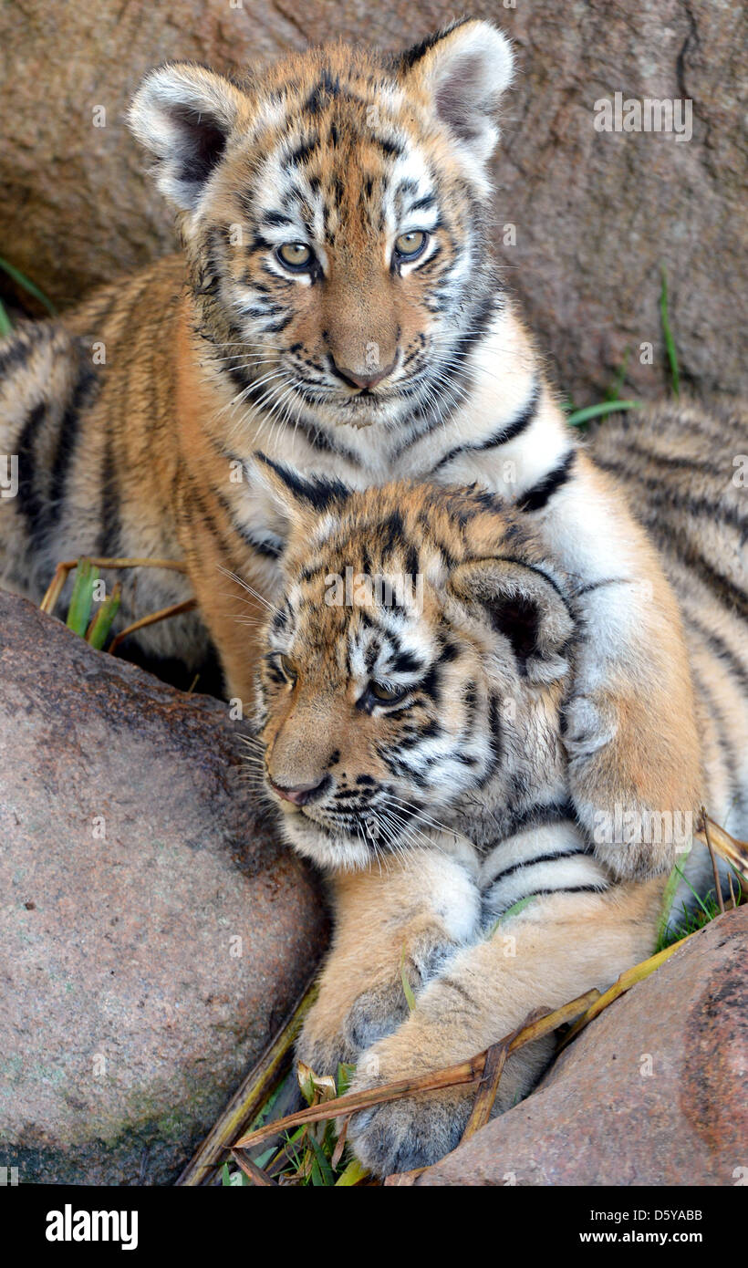 Le tigri di Amur Ivo e Tamur coccola dentro il loro composto allo zoo di Lipsia, in Germania, il 20 ottobre 2012. Le due tigri sono nati il 20 luglio e vagare attraverso il loro composto per circa un mese. Foto: Hendrik Schmidt Foto Stock