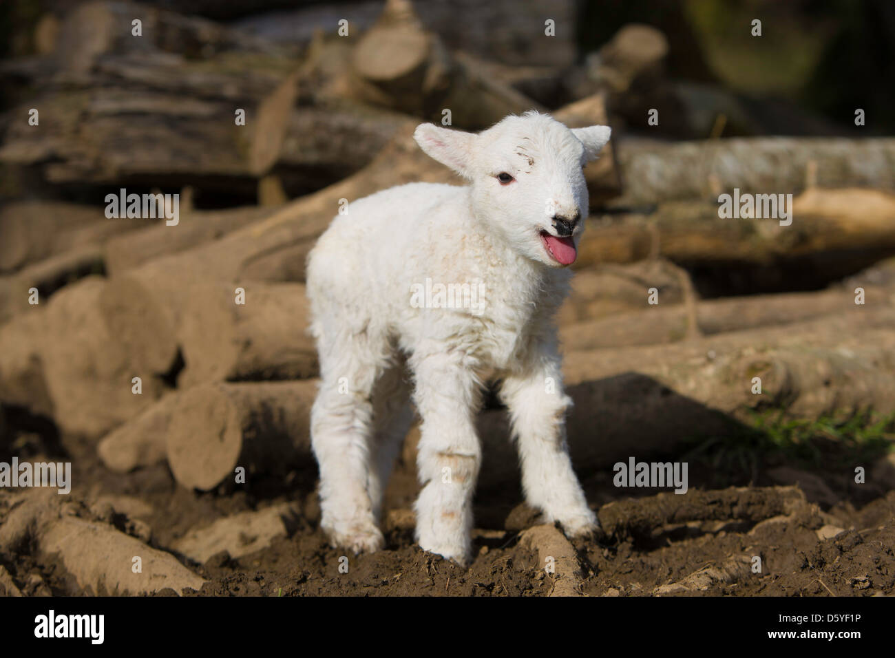 Baby agnello in piedi Foto Stock